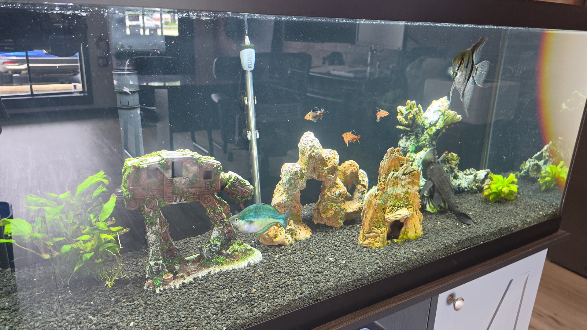 Freshwater aquarium in the agency lobby in Dillsburg, PA