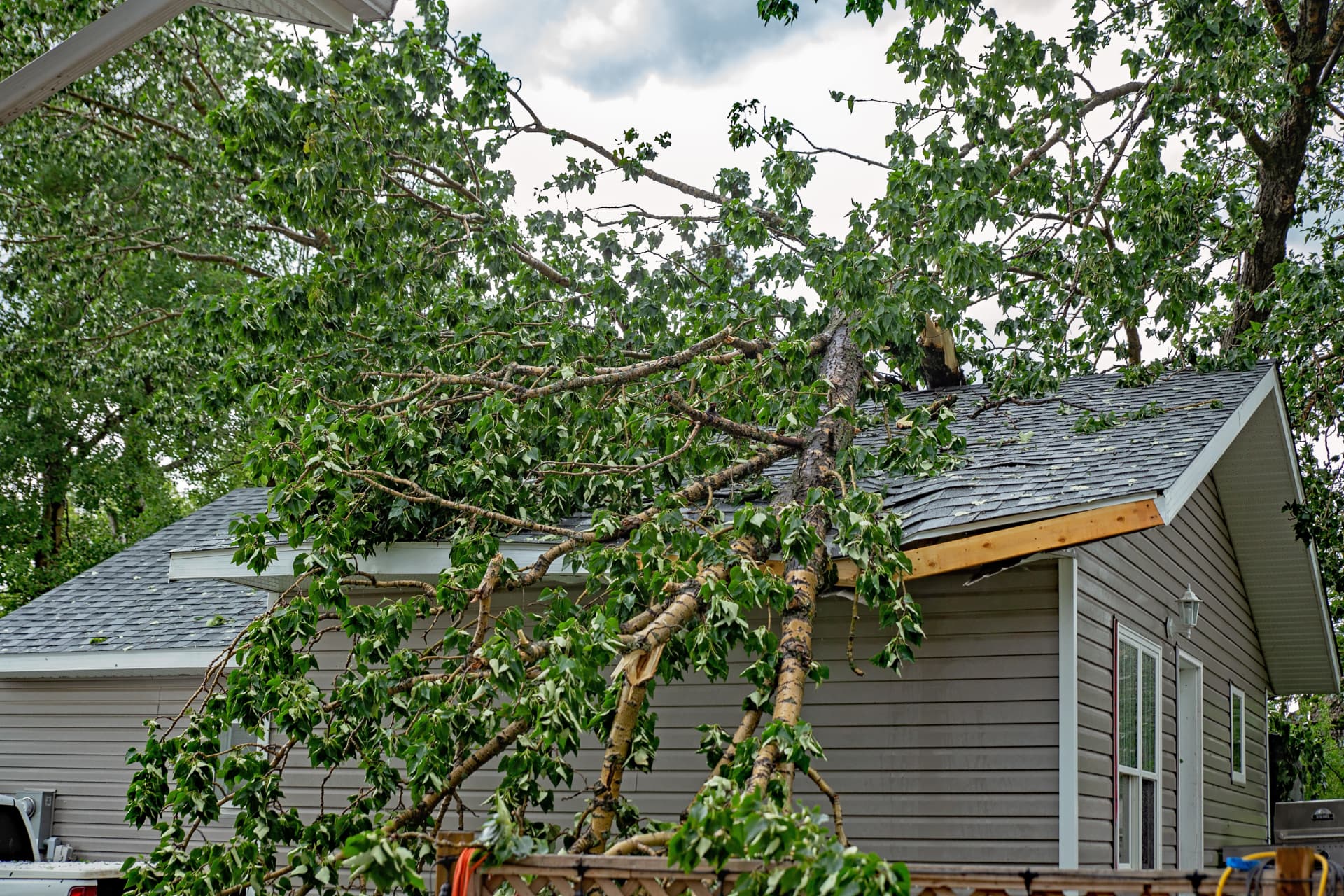 A large tree fallen onto the roof of a house after a storm